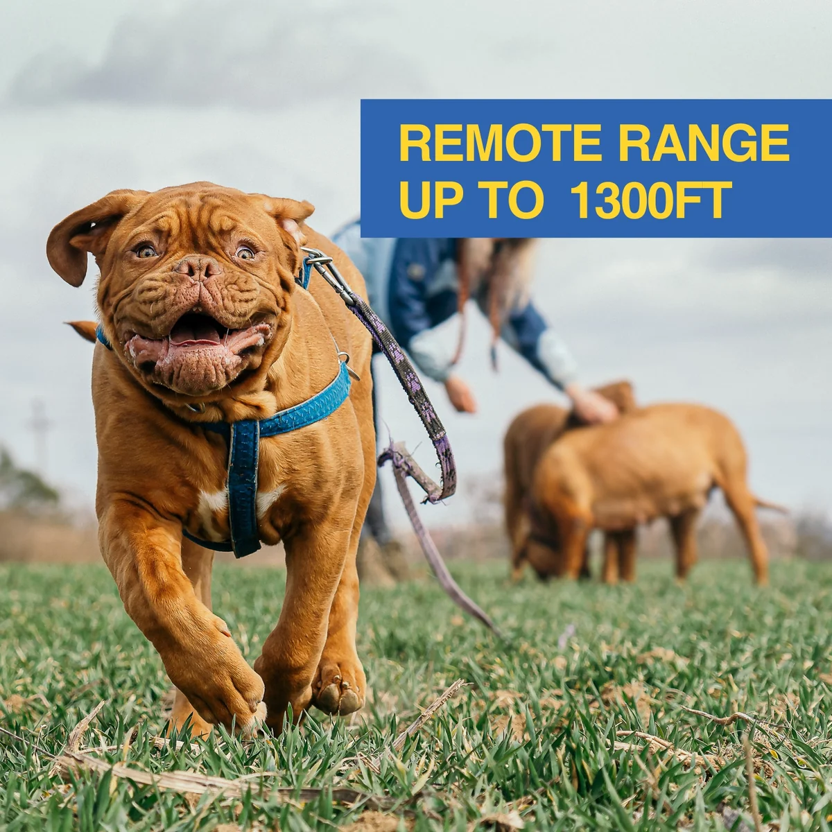 DB900S remote dog training collar with up to 1300 ft control range in open area