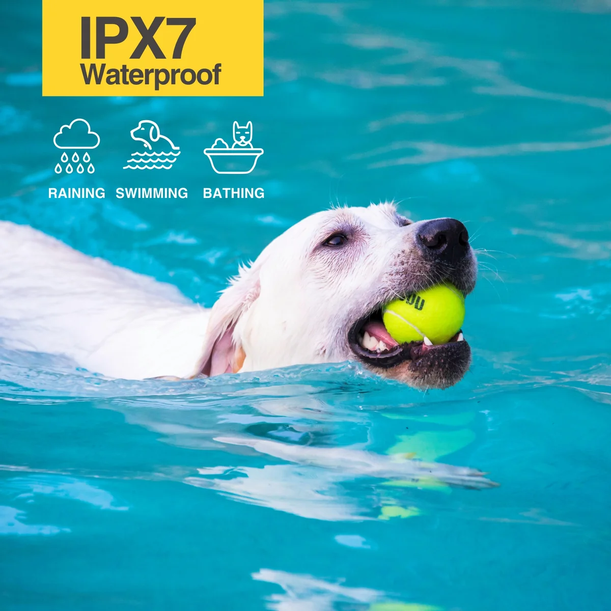 DB900S IPX7 waterproof receiver collar worn by a dog in wet conditions
